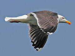 Great Black-backed Gull