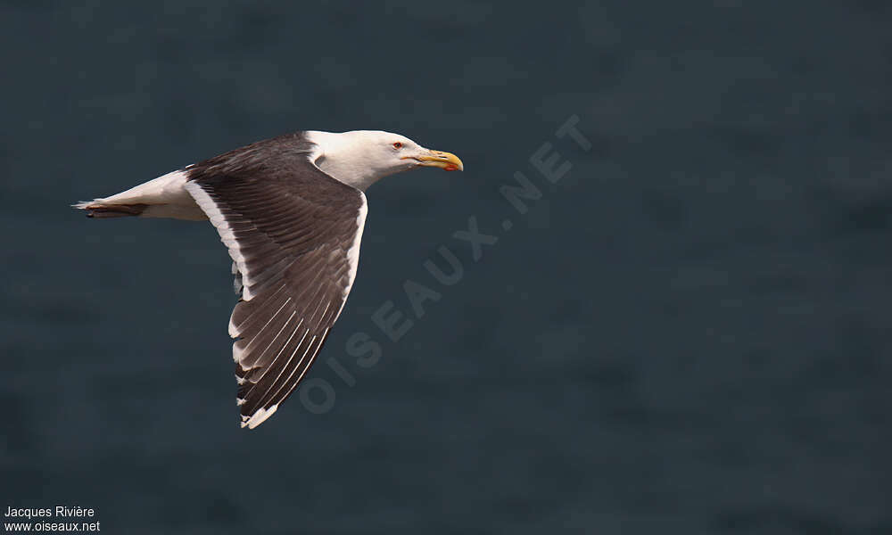 Great Black-backed Gulladult transition, Flight