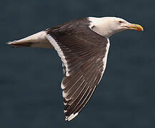 Great Black-backed Gull