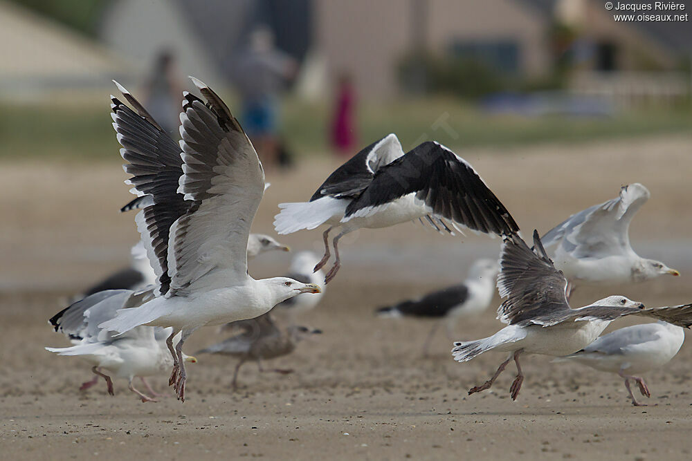 Great Black-backed Gulladult breeding, Flight