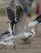 Great Black-backed Gull