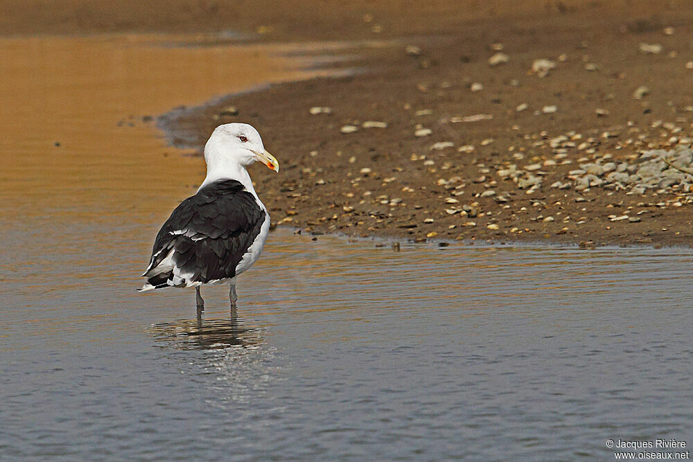 Great Black-backed Gulladult breeding