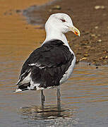 Great Black-backed Gull