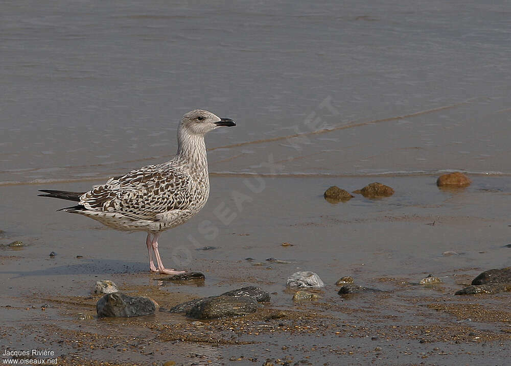 Goéland marinjuvénile, identification