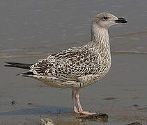 Great Black-backed Gull