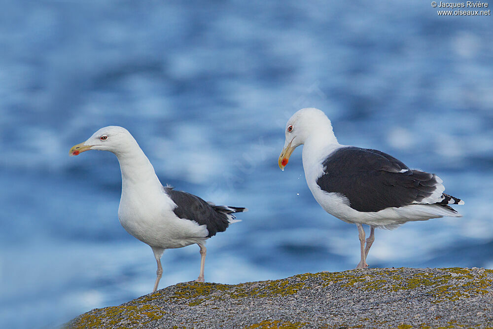 Great Black-backed Gull adult breeding