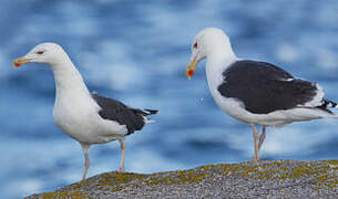 Great Black-backed Gull