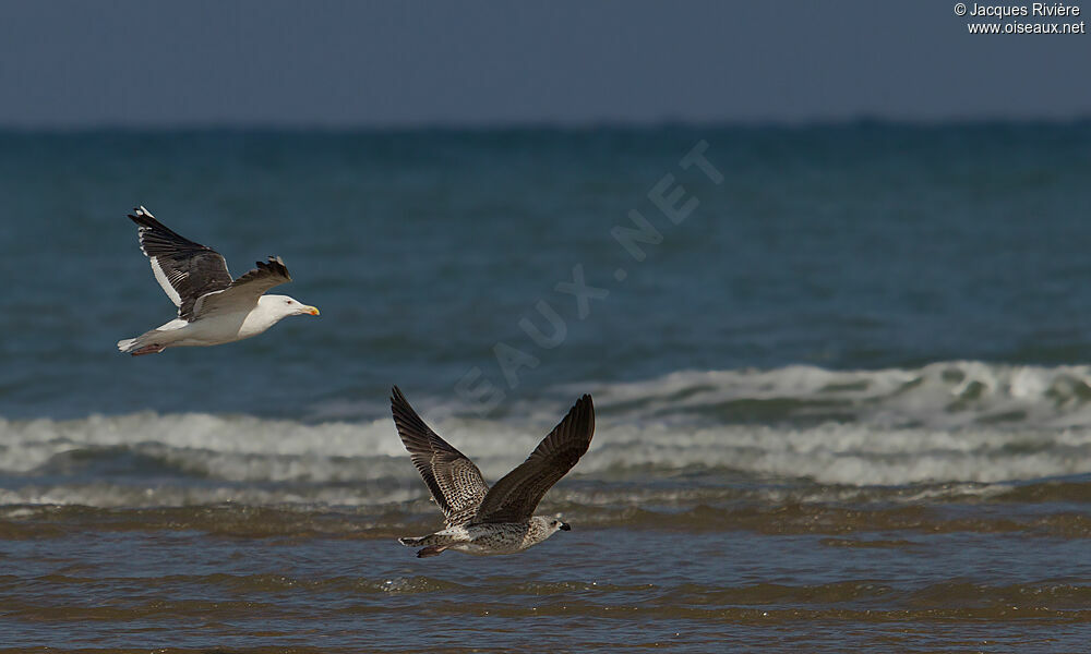 Great Black-backed Gulladult post breeding, Flight