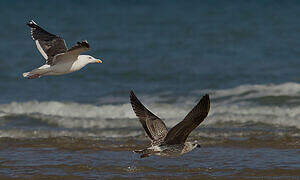 Great Black-backed Gull