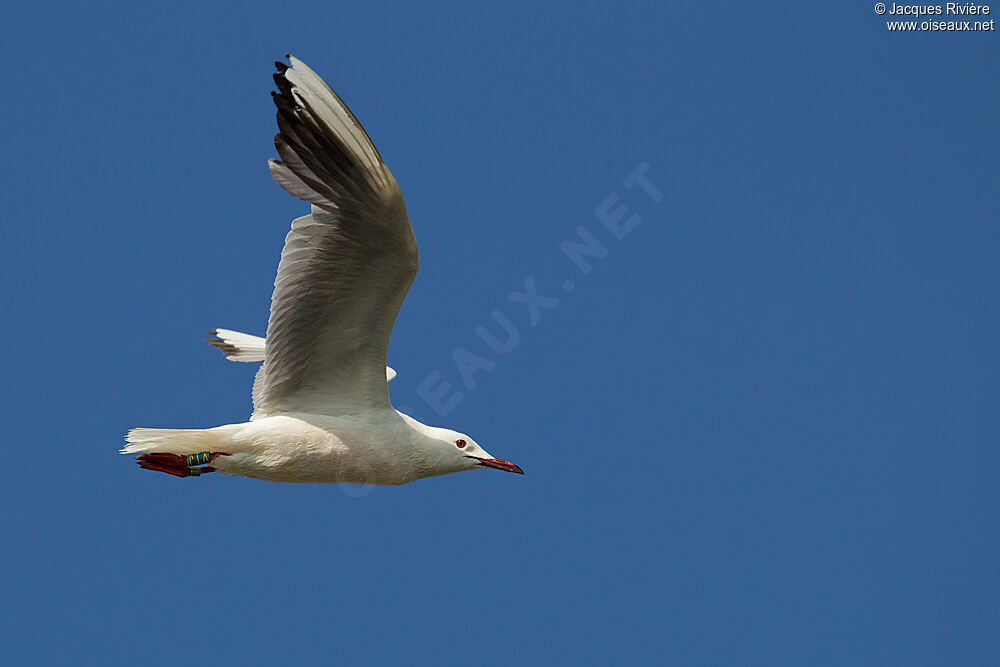 Slender-billed Gulladult breeding, Flight