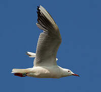 Slender-billed Gull