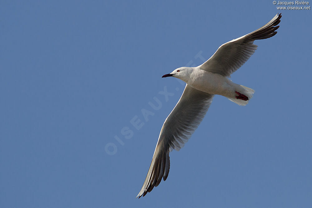 Slender-billed Gulladult breeding, Flight