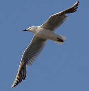 Slender-billed Gull