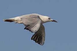 Slender-billed Gull