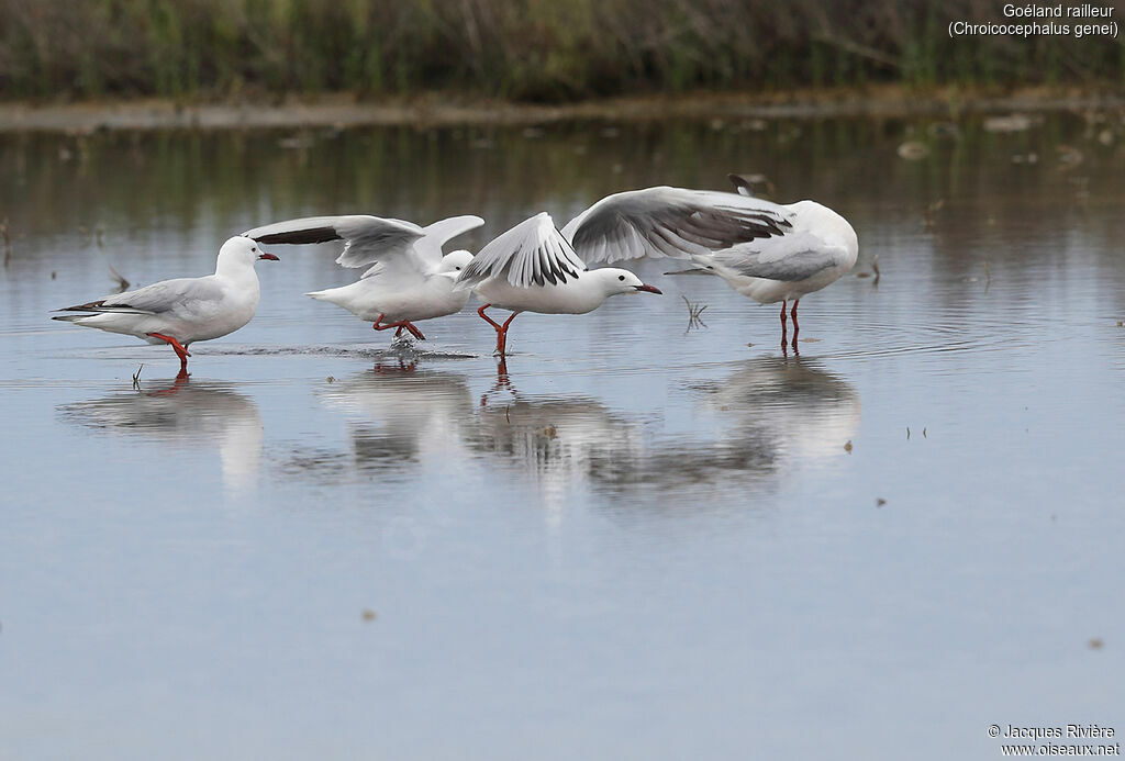 Slender-billed Gulladult breeding