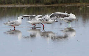 Slender-billed Gull