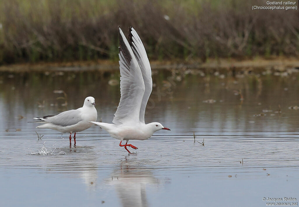 Slender-billed Gulladult breeding, Flight