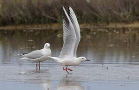 Slender-billed Gull