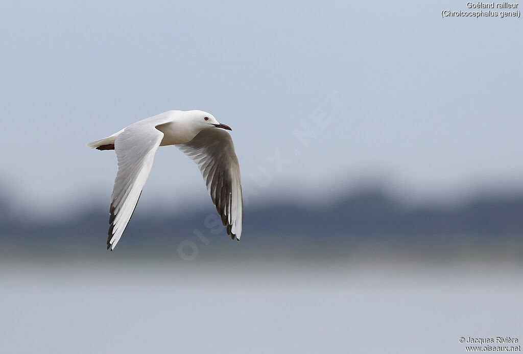 Slender-billed Gulladult, Flight