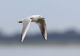 Slender-billed Gull