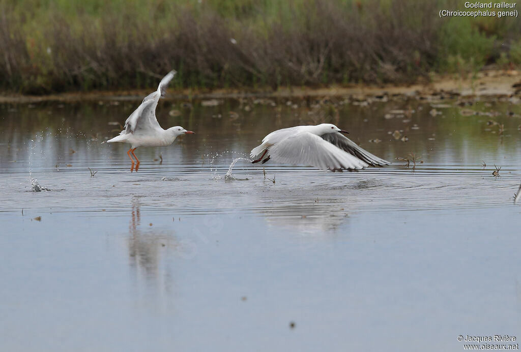 Slender-billed Gulladult breeding, Flight