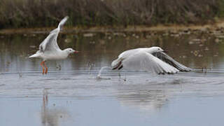 Slender-billed Gull