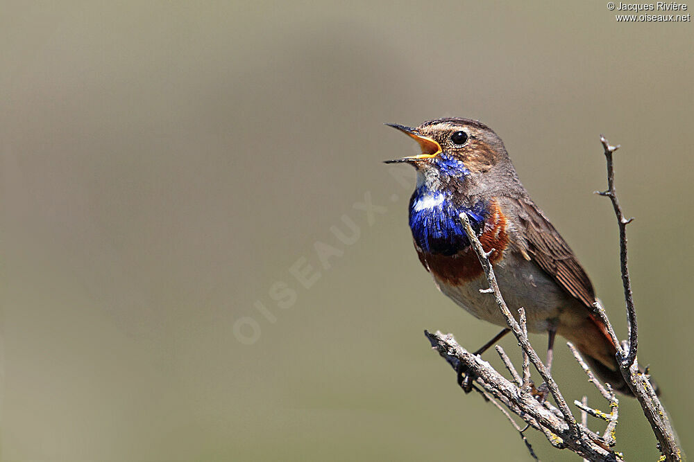 Bluethroat male adult breeding, song