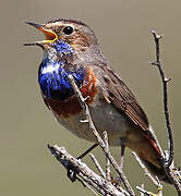 Bluethroat