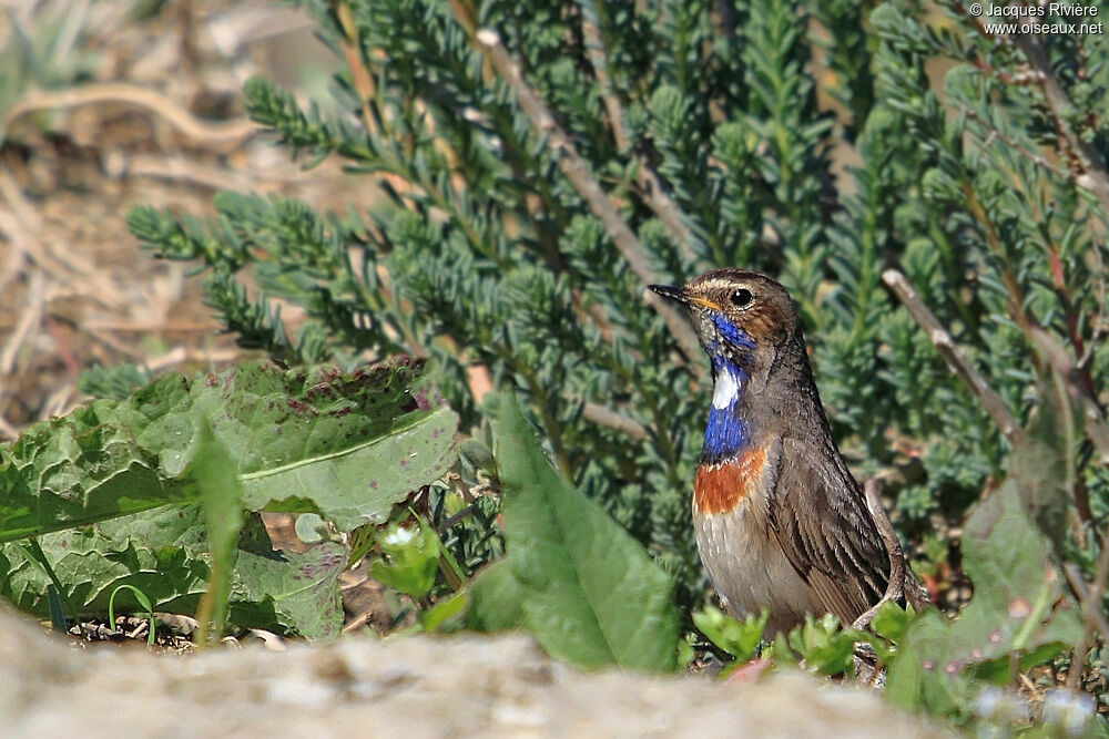 Bluethroat male adult breeding