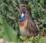 Bluethroat