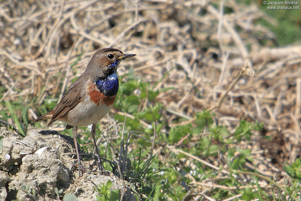 Bluethroat male adult breeding