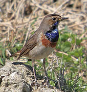 Bluethroat