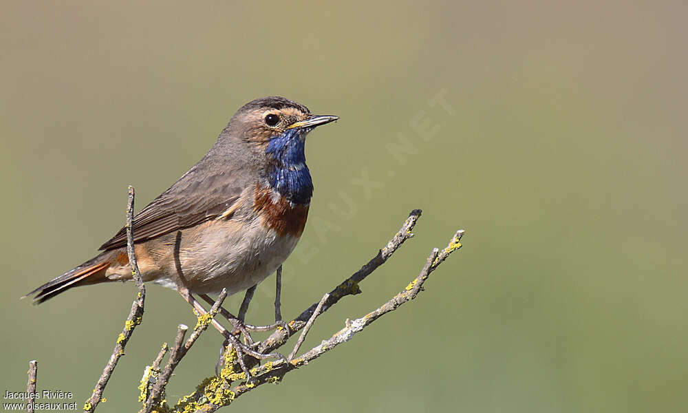 Bluethroat male adult breeding