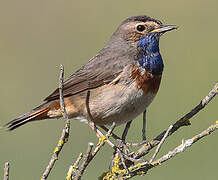 Bluethroat