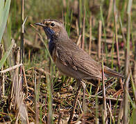 Bluethroat