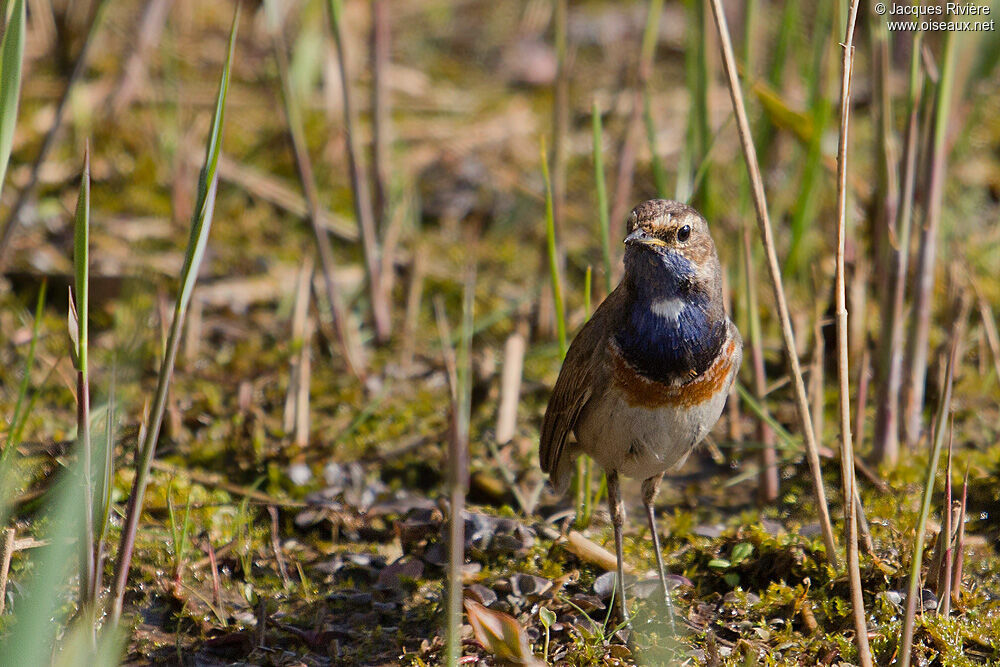 Bluethroat male adult breeding