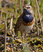 Bluethroat