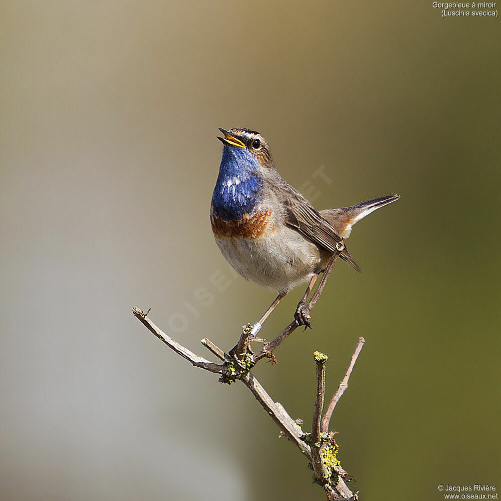 Bluethroat male adult, identification, song