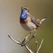 Bluethroat