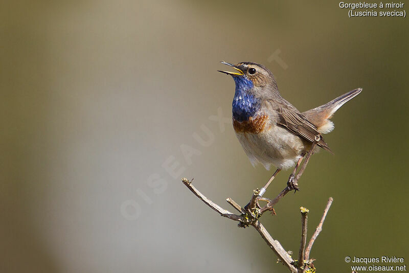 Bluethroat male adult, identification, courting display, song