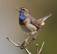 Bluethroat