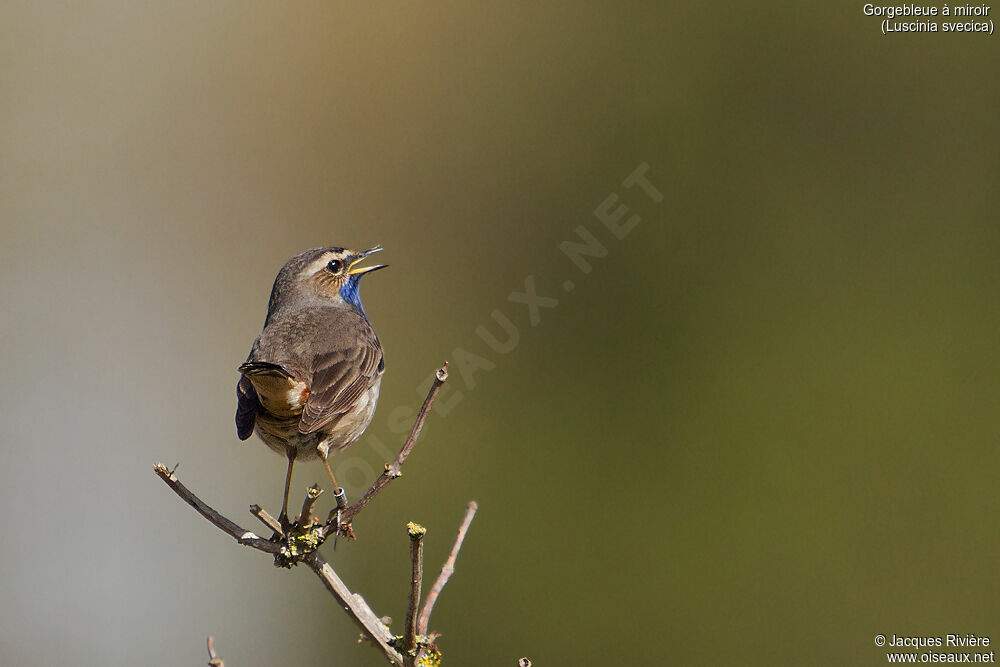 Bluethroat male adult, identification, song