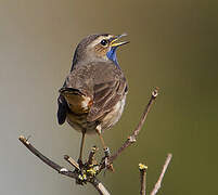 Bluethroat