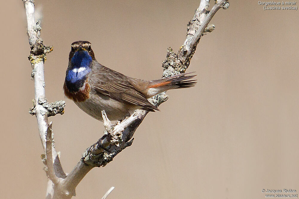 Bluethroat male adult, identification