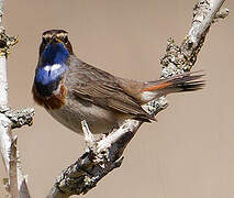 Bluethroat