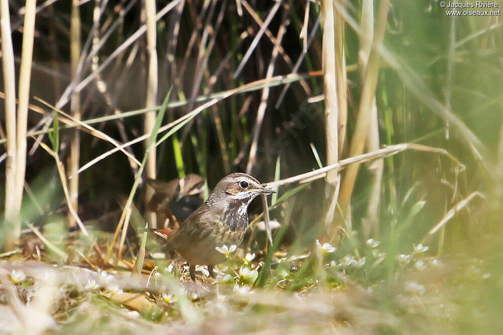 Bluethroat female adult breeding, Reproduction-nesting