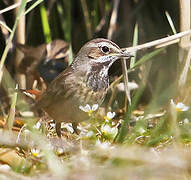 Bluethroat