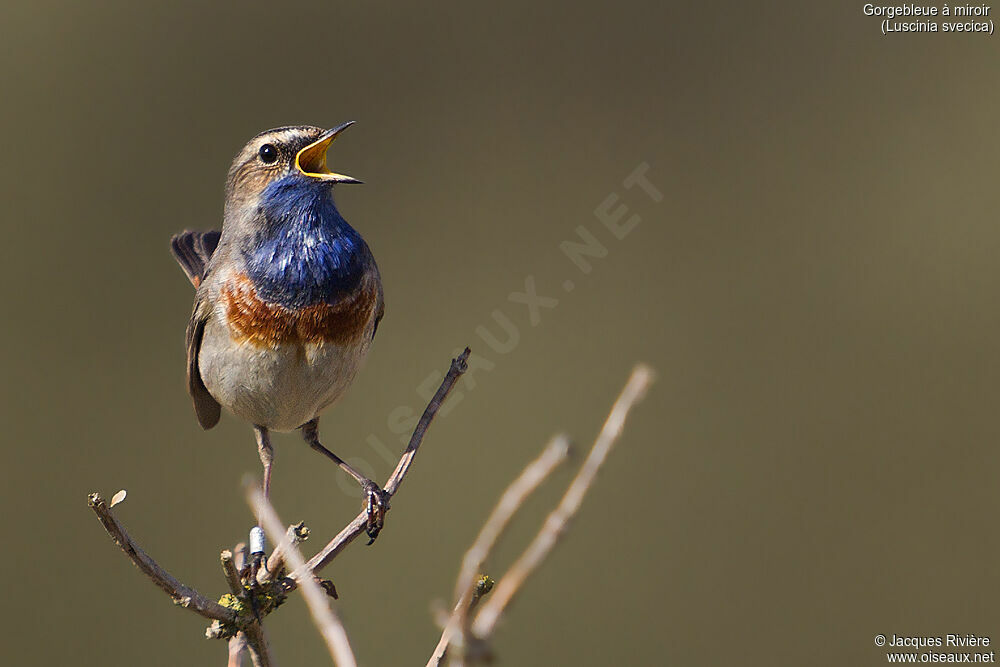 Gorgebleue à miroir mâle adulte, identification, chant