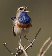 Bluethroat