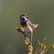 Bluethroat